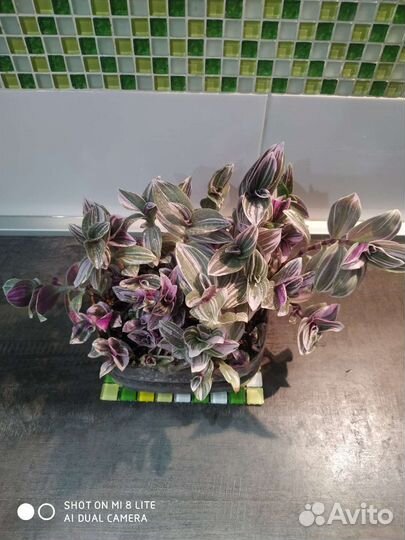 Традесканция нанук