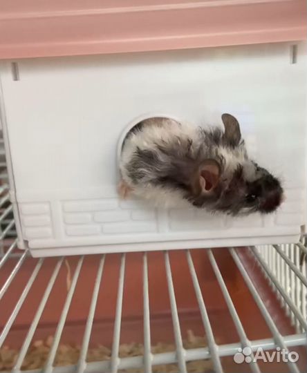 Кудрявые мышки