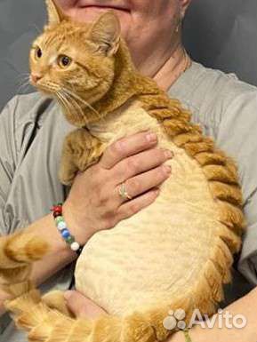 Стрижка кошек и собак (небольших)