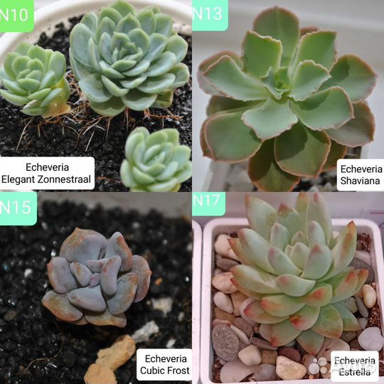 Суккуленты эхеверии