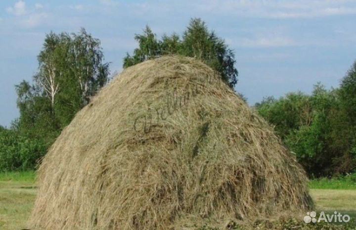 Продам сено