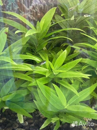 Аквариумные растения