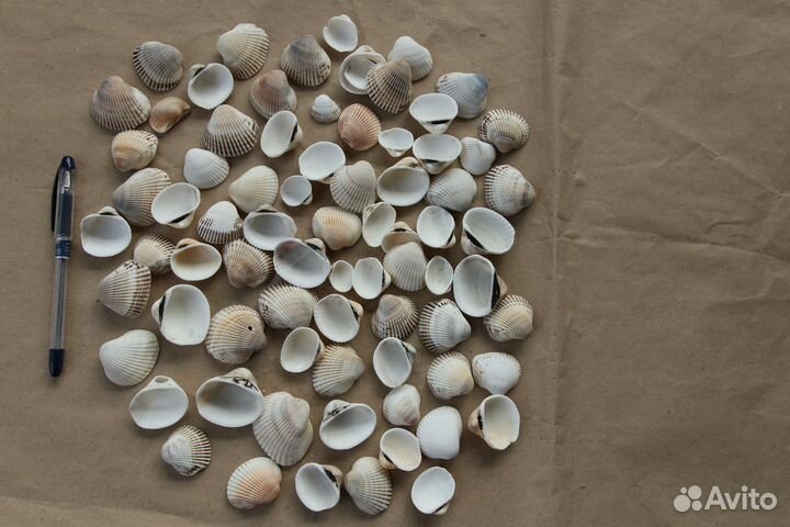 Ракушки/камушки для творчества, декора, аквариума