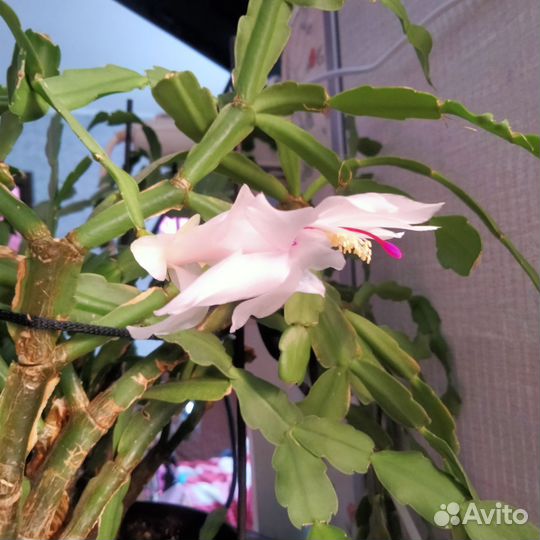 Декабрист шлюмбергера белый