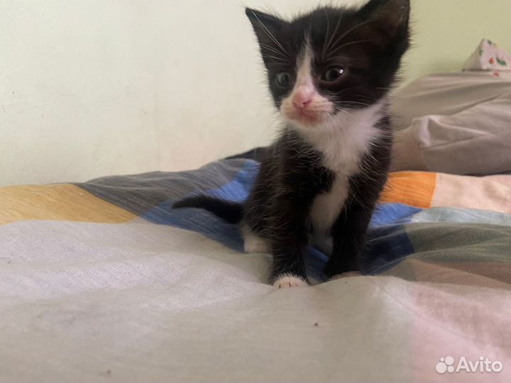 Отдам в добрые руки котят