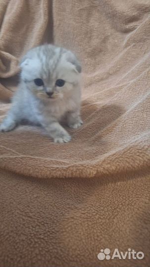 Вислоухие котята