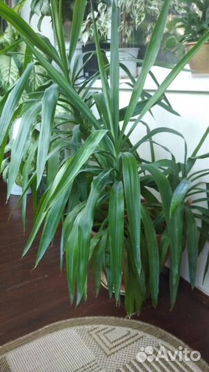 Драцена, фикус, юкка, диффенбахия, сансивеерия