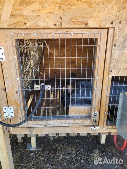 Клетка для кролика