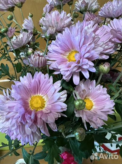 Хризантема розовая ароматная