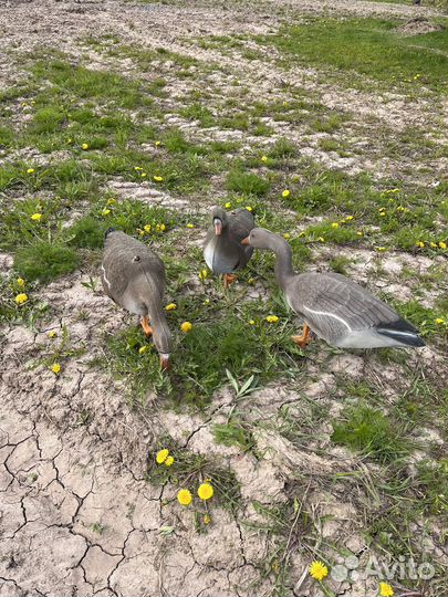 Чучела гусей для охоты