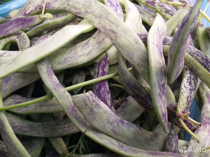 Фасоль стручковая