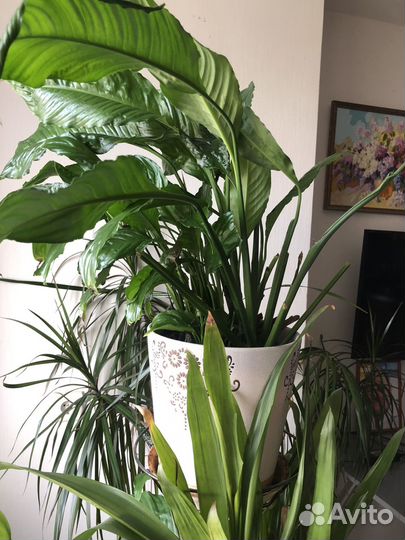 Комнатные цветы