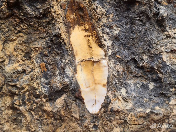 Окаменелое дно древнего океана