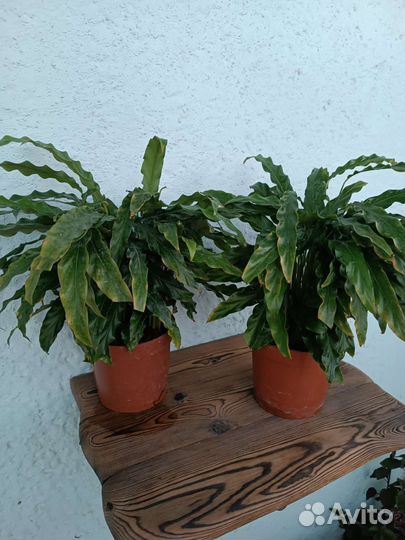 Калатея Руфибарба. Узколистная