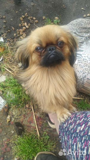 Вязка, мальчик