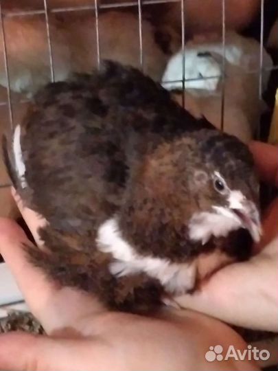 Перепела, молодняк, мясо, яйца перепёлки