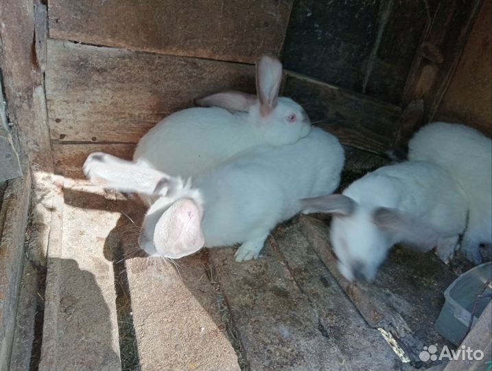 Самцы калифорнийцы