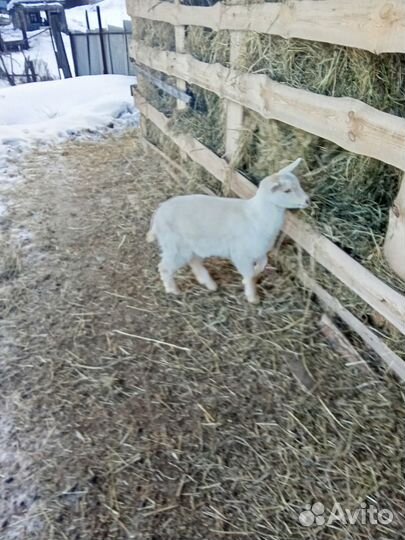 Продам козла 1,2 года и козлят,козочек 2 месяца