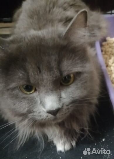 Молодой кот