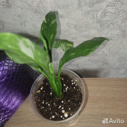 Спатифиллум Домино и Джемини-женское счастье