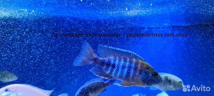 Африканские цихлиды -эндемики озер и корм