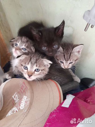 Котята в добрые руки