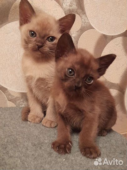 Бурманские лиловые котята с документами