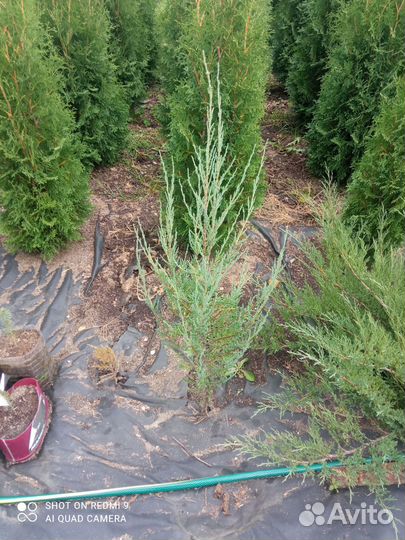 Туи колумна, ели, на штамбе клен, бонсай