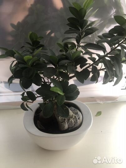 Дерево бонсай