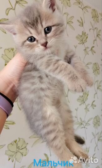 Пушистые комочки счастья