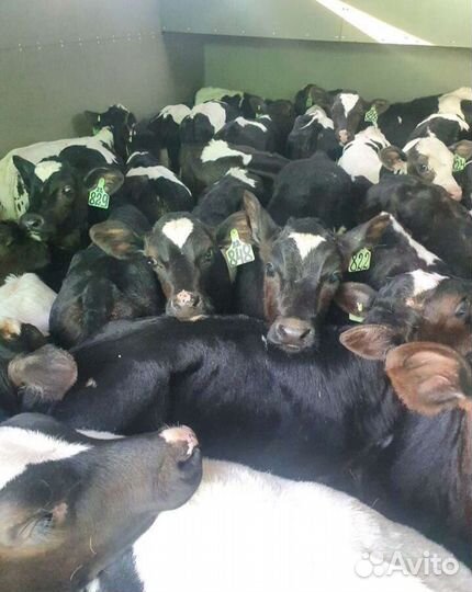 Телята бычки