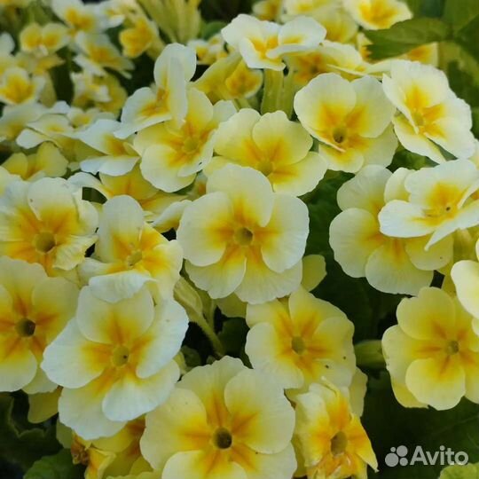 Многолетники,почтой)