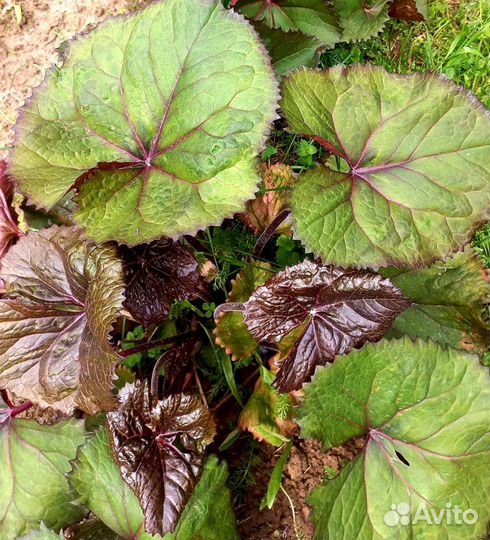 Бузульник зубчатый «Britt-Marie Crawford»