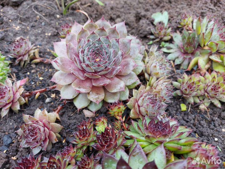 Молодило (каменная роза)