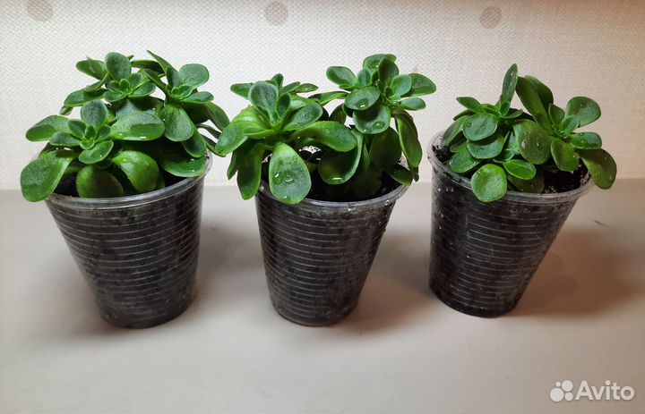 Аихризон, дерево любви и семейного счастья