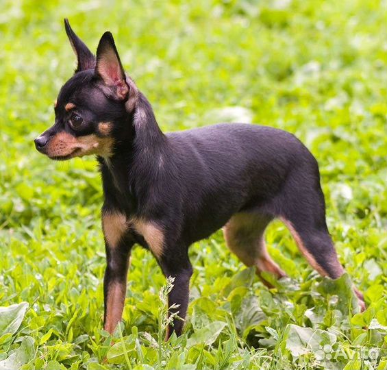 Той-терьер девочка