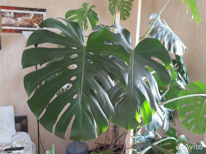 Монстера большая