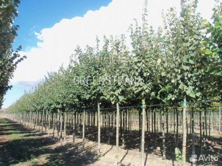 Липа войлочная Брабант/250-300 см о/с 12-14