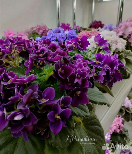 Сортовые фиалки