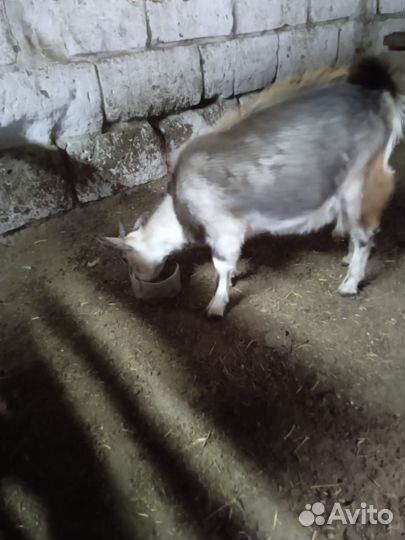 Продам коз