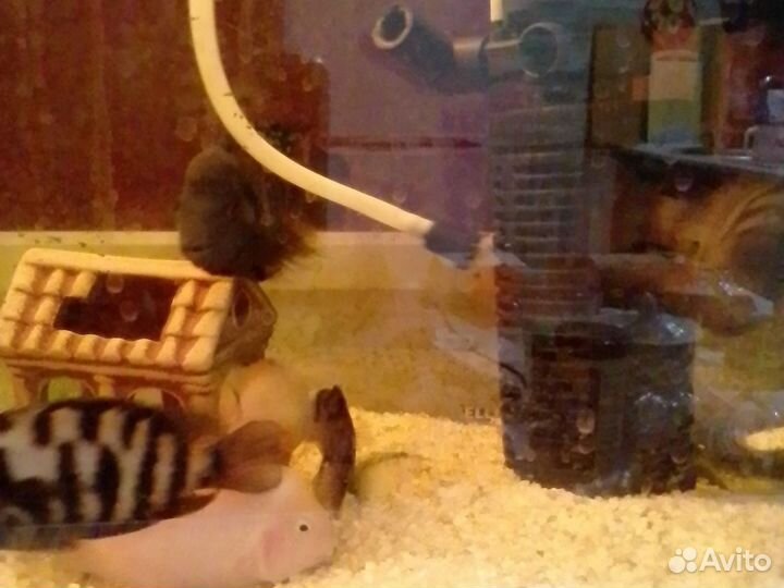 Африканские цихлиды