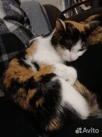 Кошки в добрые руки бесплатно