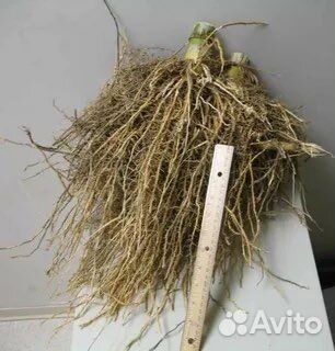 Бамбук корни и стволы