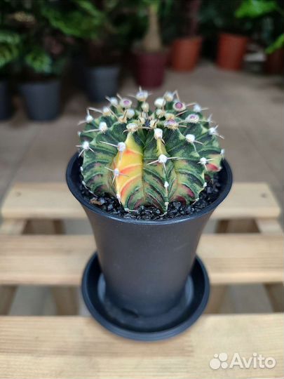 Гимнокалициум вариегатный