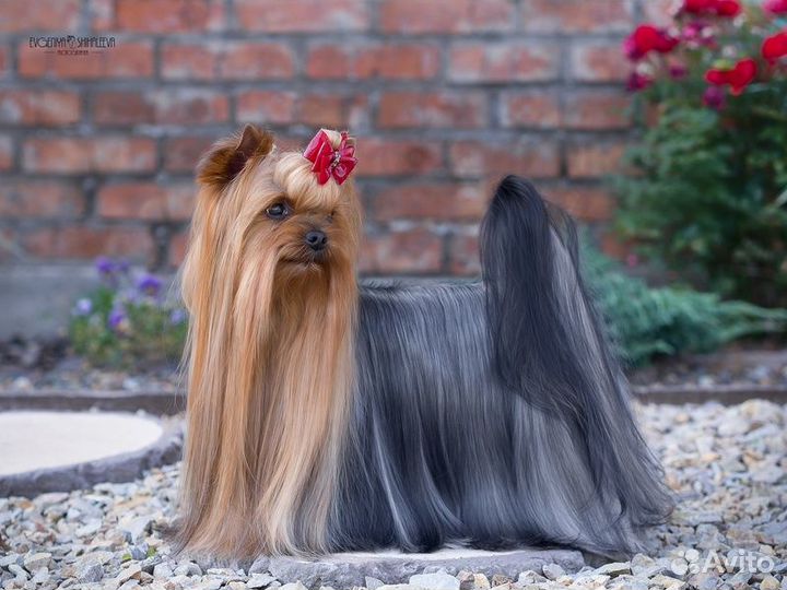 Щенки йорка.Ркф