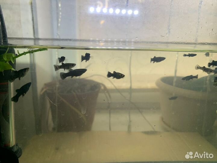 Рыбки аквариумные Моллинезии чёрные
