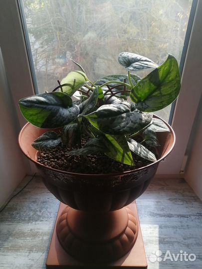 Сциндапсус