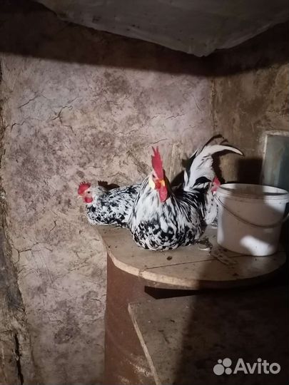 Петухи леггорн долматинец
