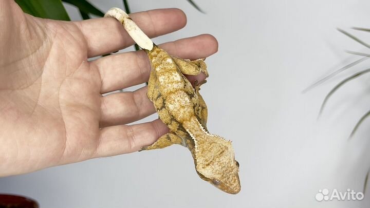 Бананоед Extrim самка