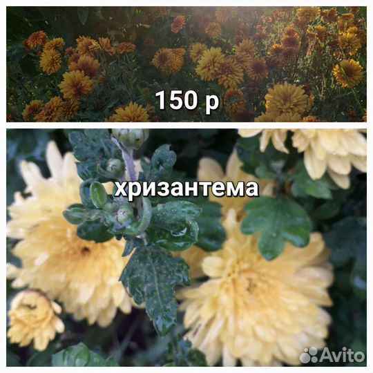 Цветы деленки для осенней посадки